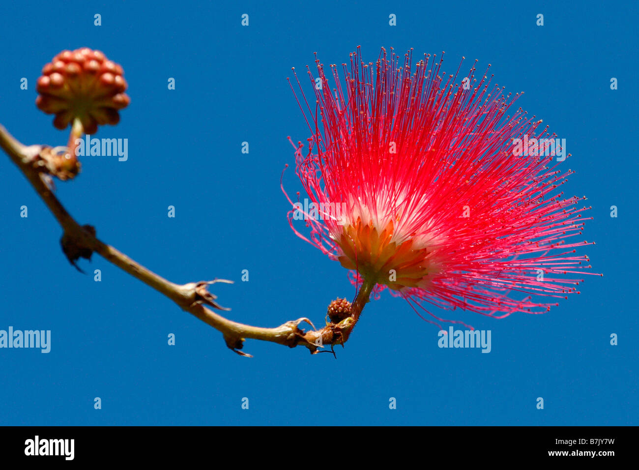 Bottlebrush Callistemon Myrtaceae Stock Photo