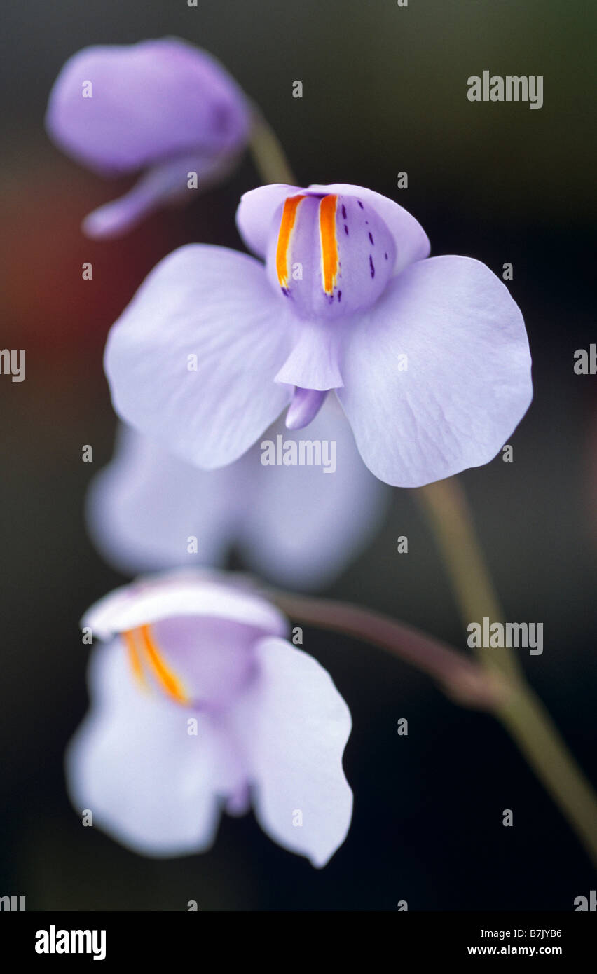 Utricularia reniformis flower Stock Photo