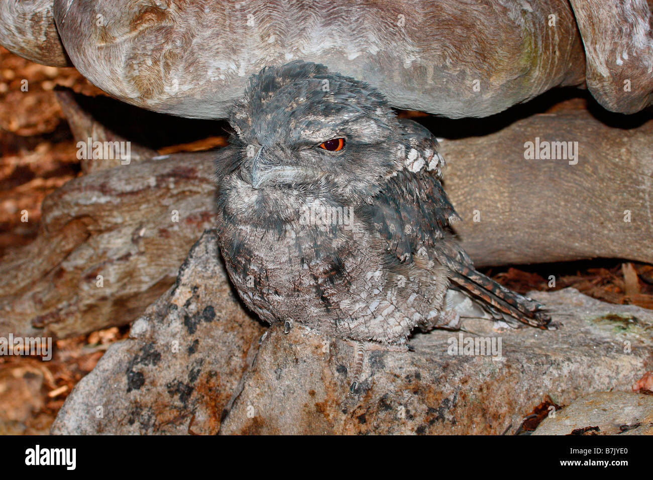 Marbled Frogmouth Stock Photo