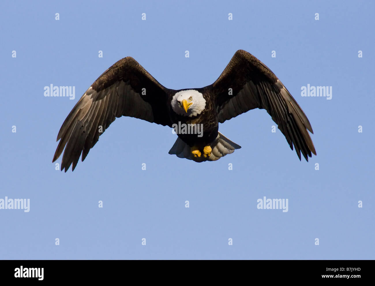 Bald Eagle flying over the Mississippi River Stock Photo Alamy