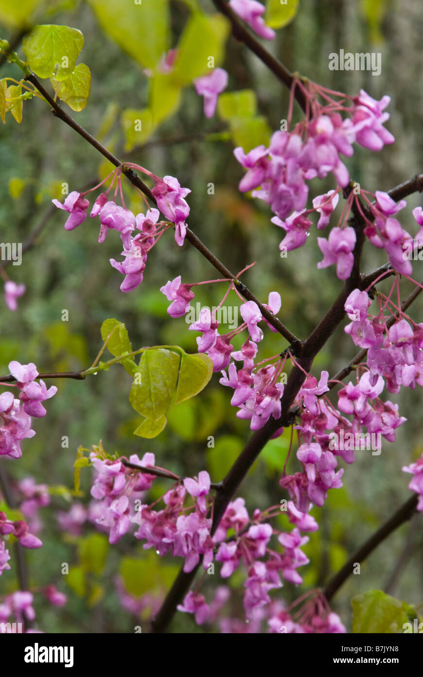 Blossoms and twigs of the redbud tree (Cercis canadensis) which is native to the eastern United States. Stock Photo