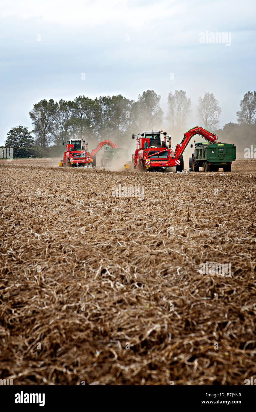 potato cropping in field Stock Photo