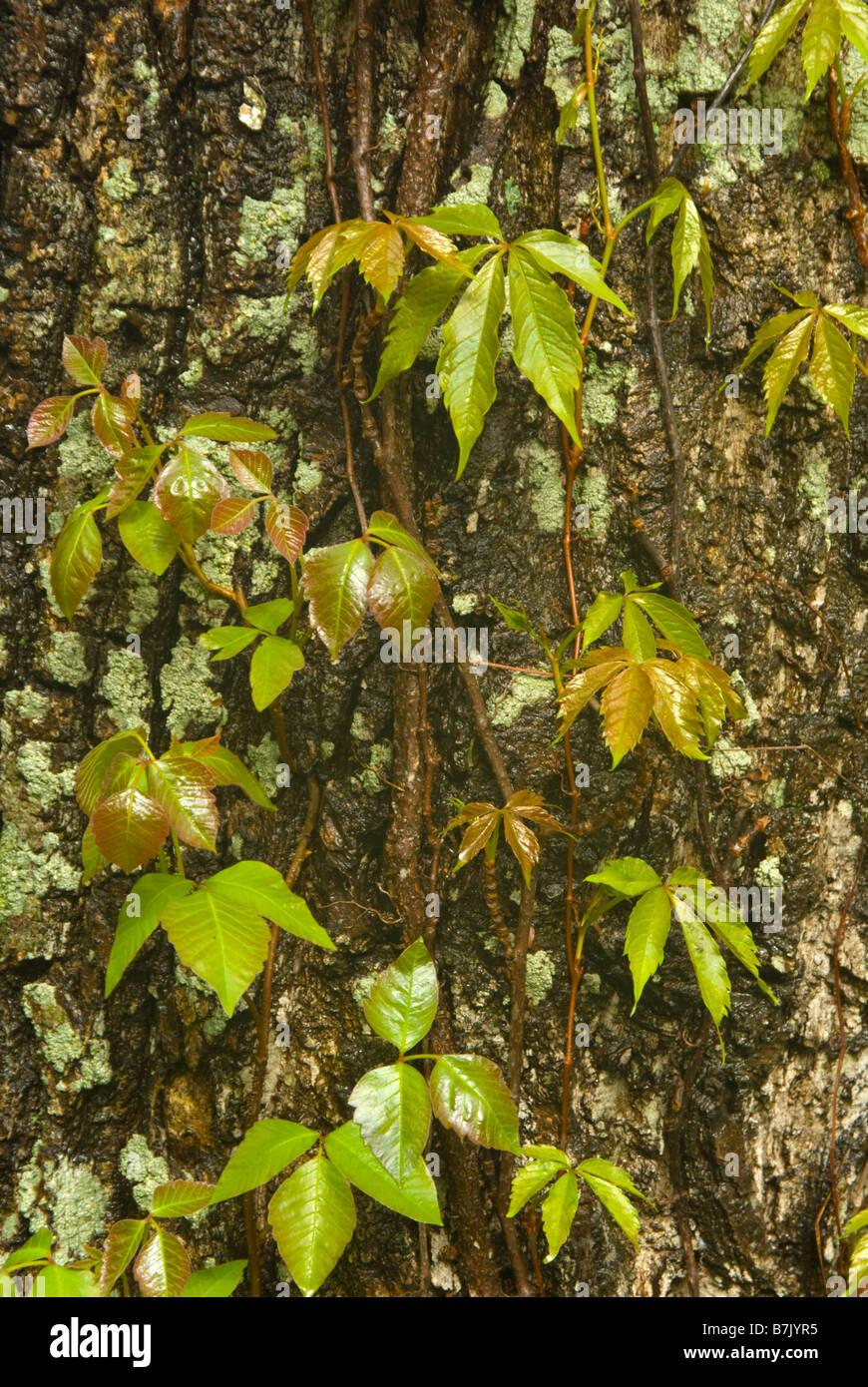 Tree trunk with poison ivy (which casues a rash) and Virginia creeper growing on it; these two native vines are often confused. Stock Photo