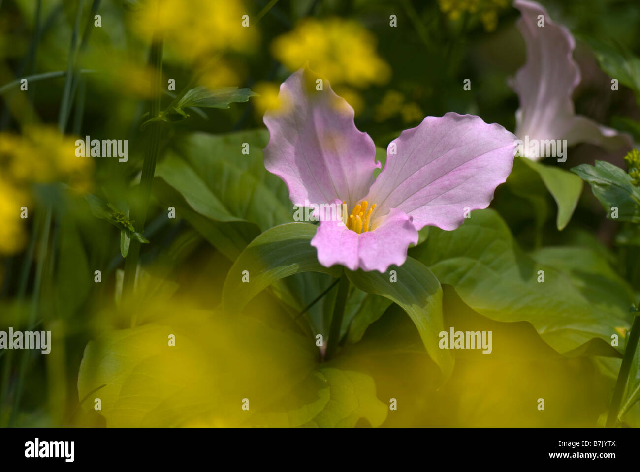 Closeup of a flower of Trillium grandiflorum forma roseum (pink large