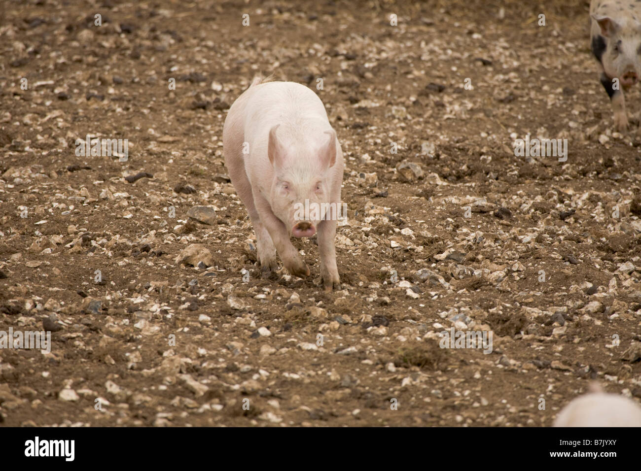 Pig farm with ark shelters Stock Photo