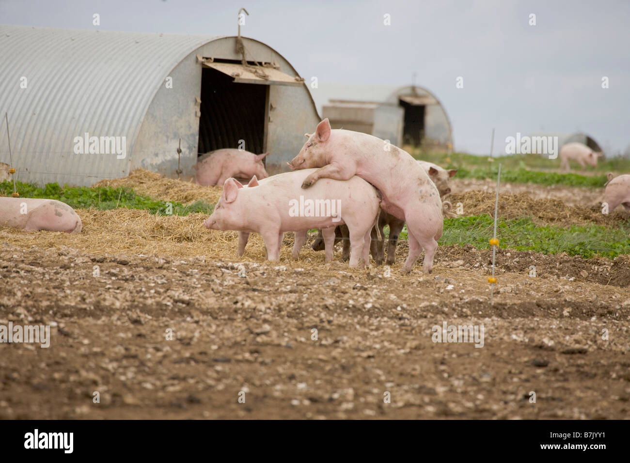 Pig farm with ark shelters Stock Photo