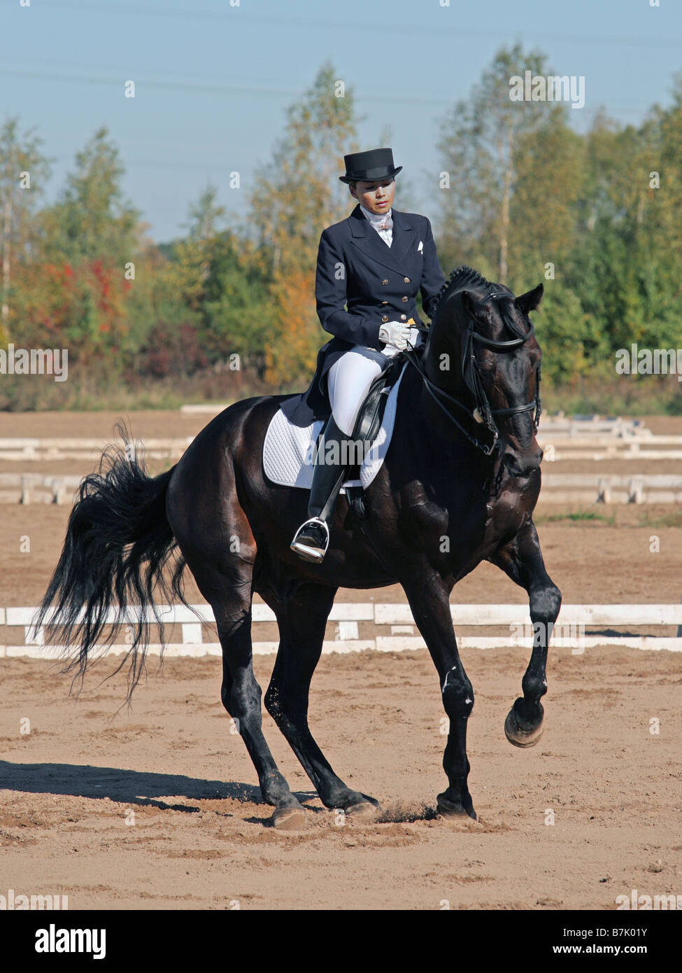 Sport Sports Female Dressage Rider and Rearing Horse in Arena Stock Photo