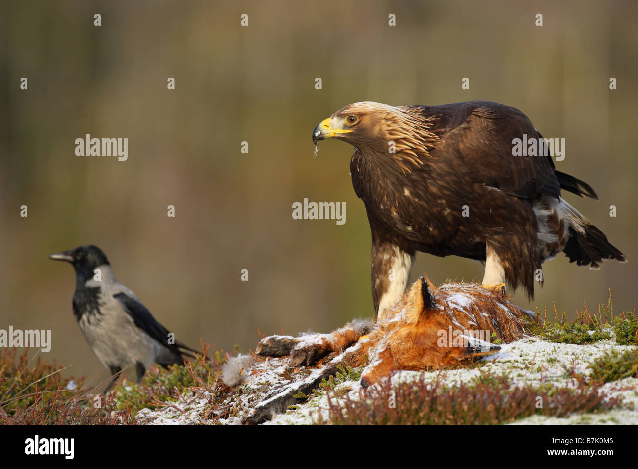 Golden Eagle Aquila chrysaetos perched on a dead Red Fox in the snow in winter Stock Photo