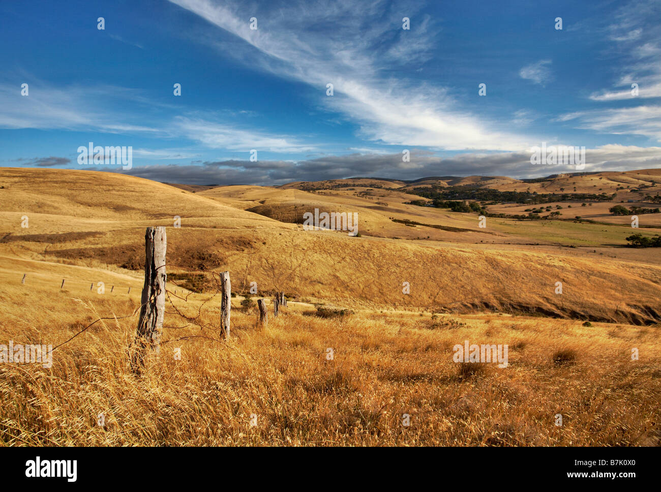 Golden colours of an Australian summer Stock Photo Alamy