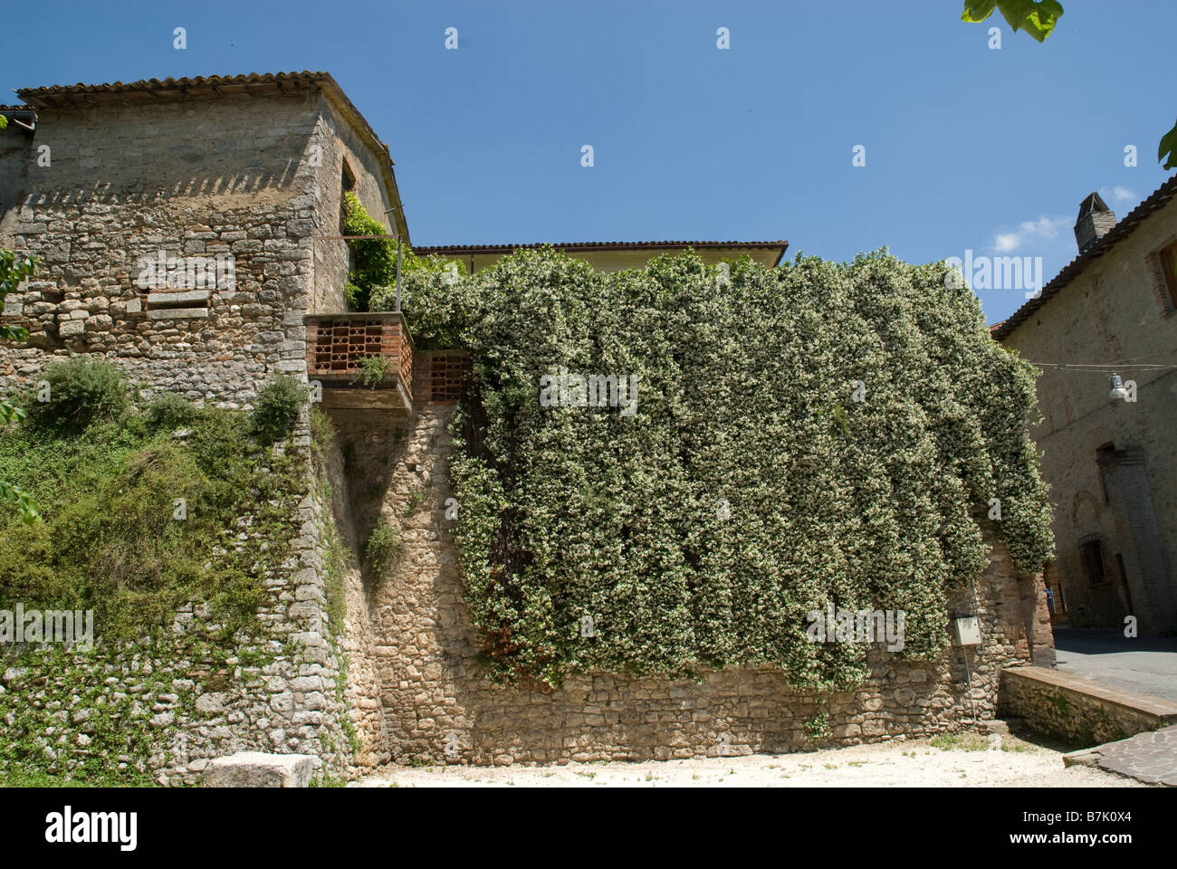 Plazzo Cesi Piazza feredico cesi, Acquasparta, Umbria wall covered with cascading plant Stock Photo
