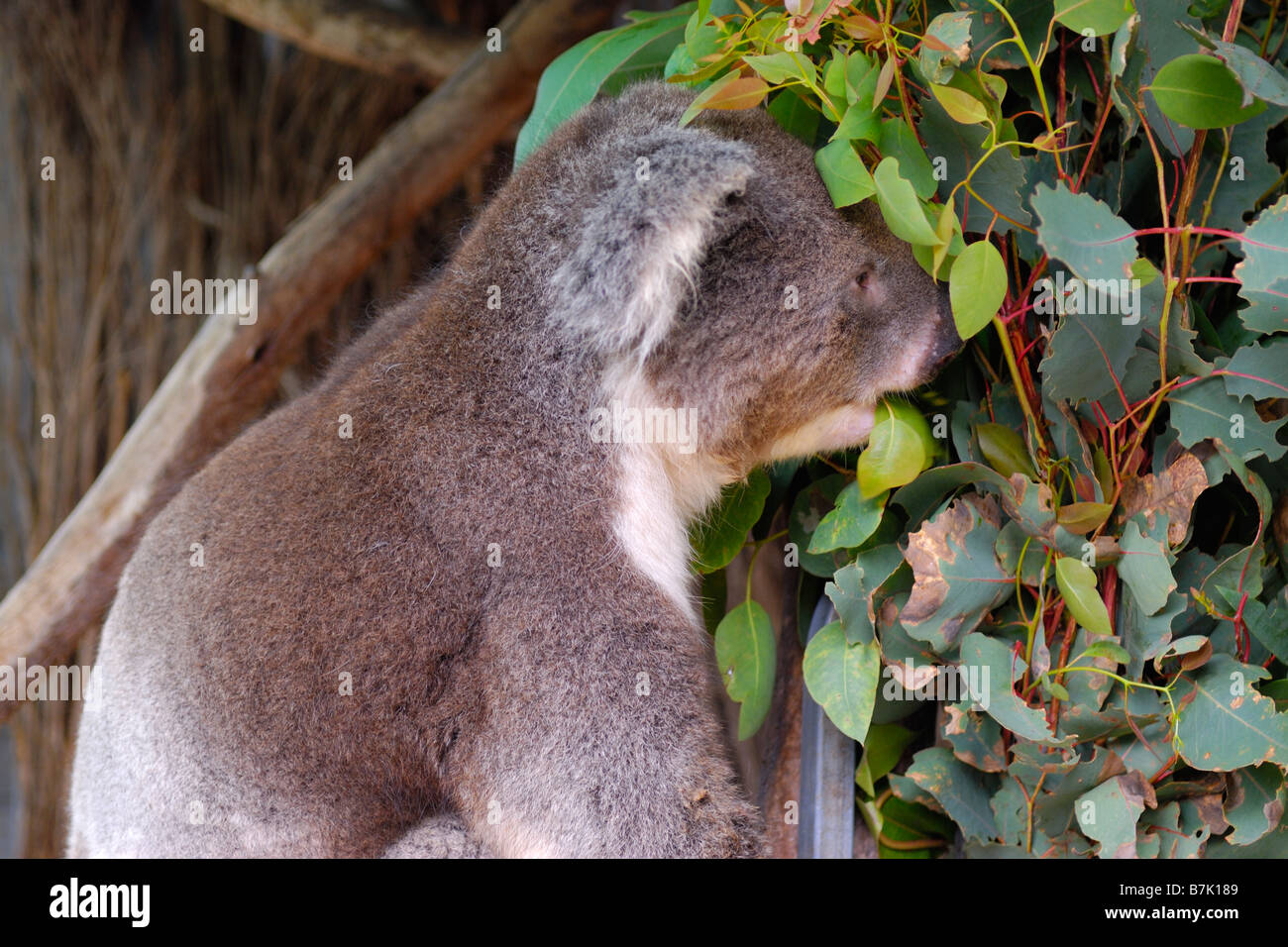 Koala Bear in wildlife sanctuary near Denmark in Western Australia Stock  Photo - Alamy