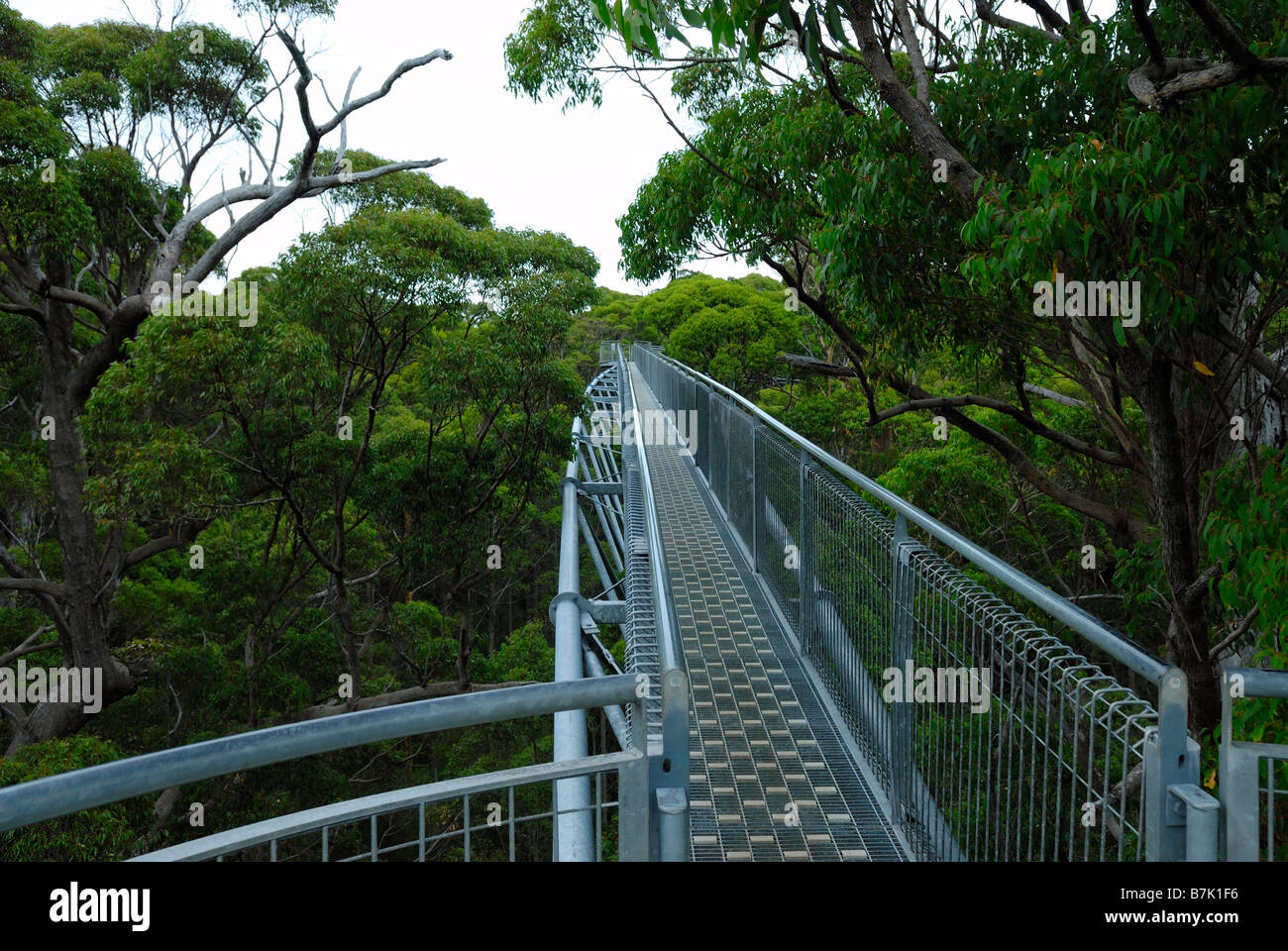 Tree Top Walk in the Valley