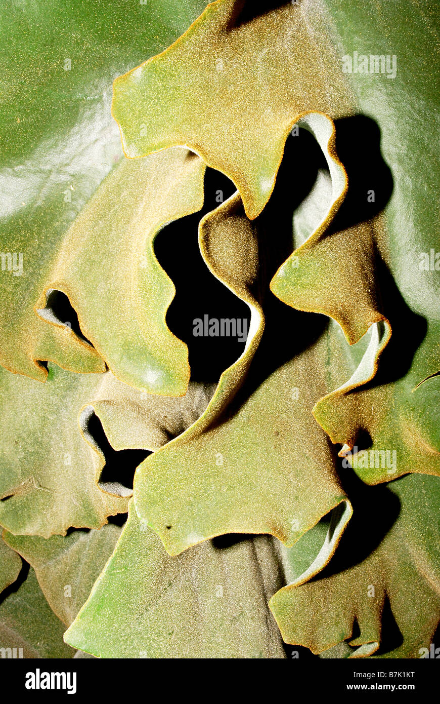 Abstract Plant flower texture, cactus Stock Photo