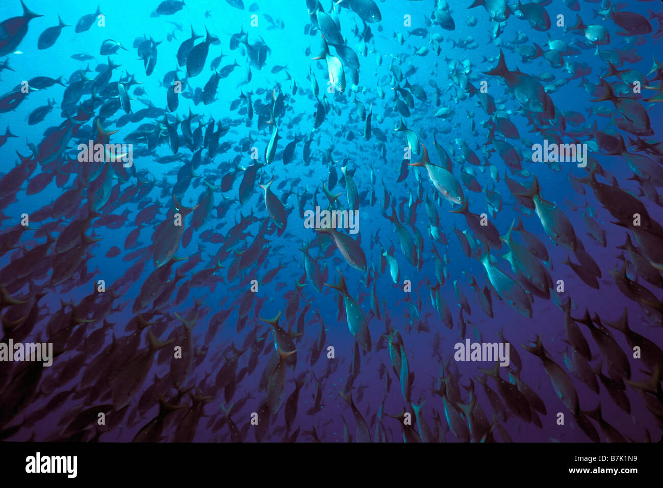 Creole fish Paranthias furcifer Caribbean Atlantic Ocean Stock Photo