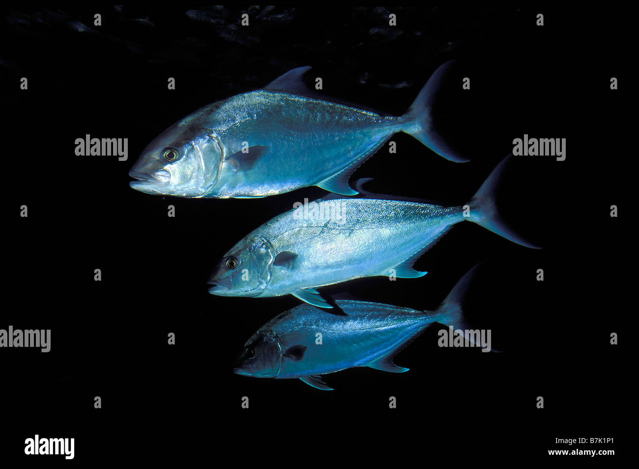 Almaco jack Seriola rivoliana Sea of Cortez Mexico Stock Photo