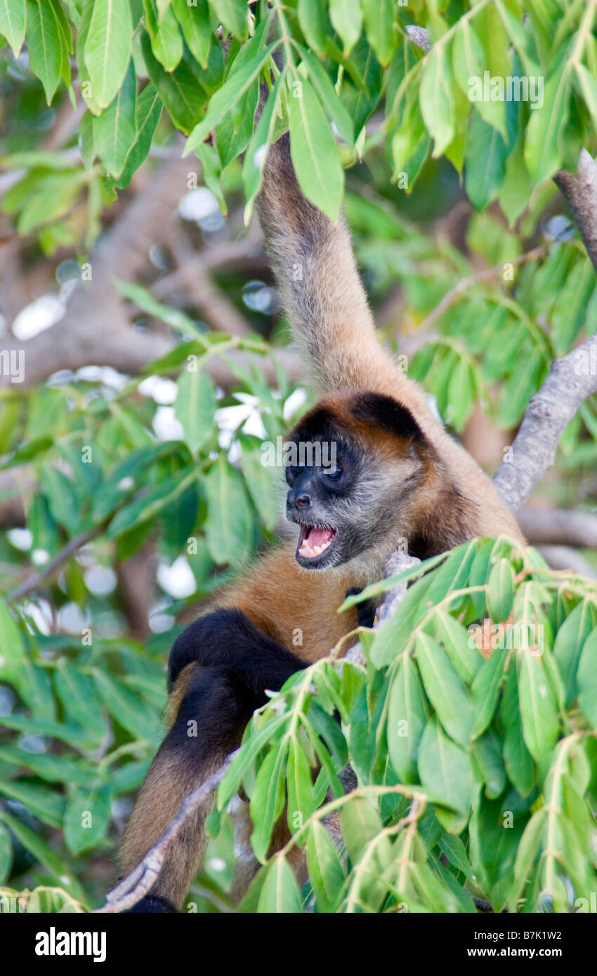 Black handed spider monkey (ateles geoffroy) on Isletas de Granada island in Lake Nicaragua Stock Photo