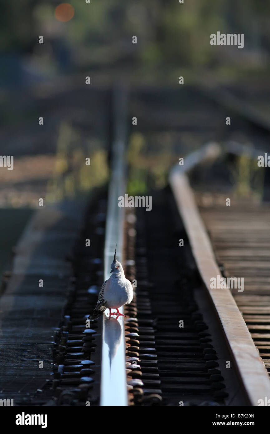Crested Pigeon perched on a railway track Stock Photo
