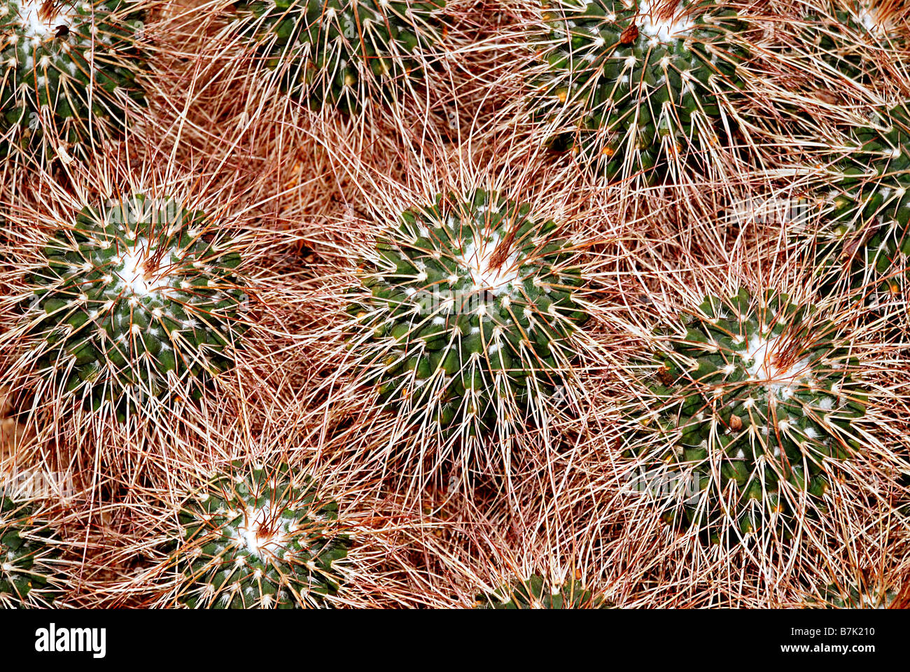 Cactus Texture Stock Photo