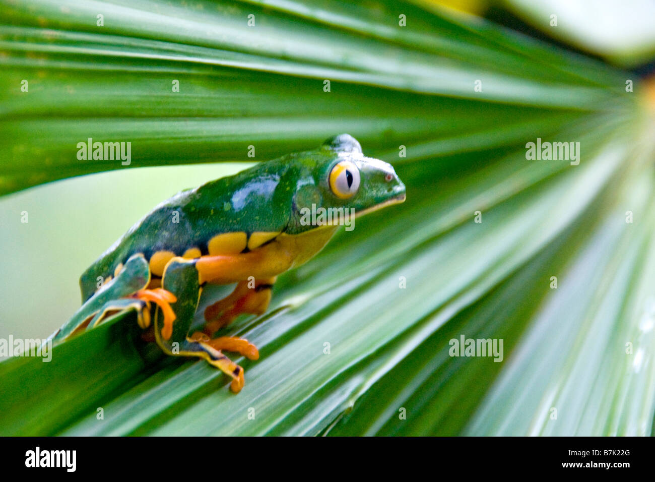 Splendid leaf frog (agalychnis calcarifer) in Costa Rica Stock Photo