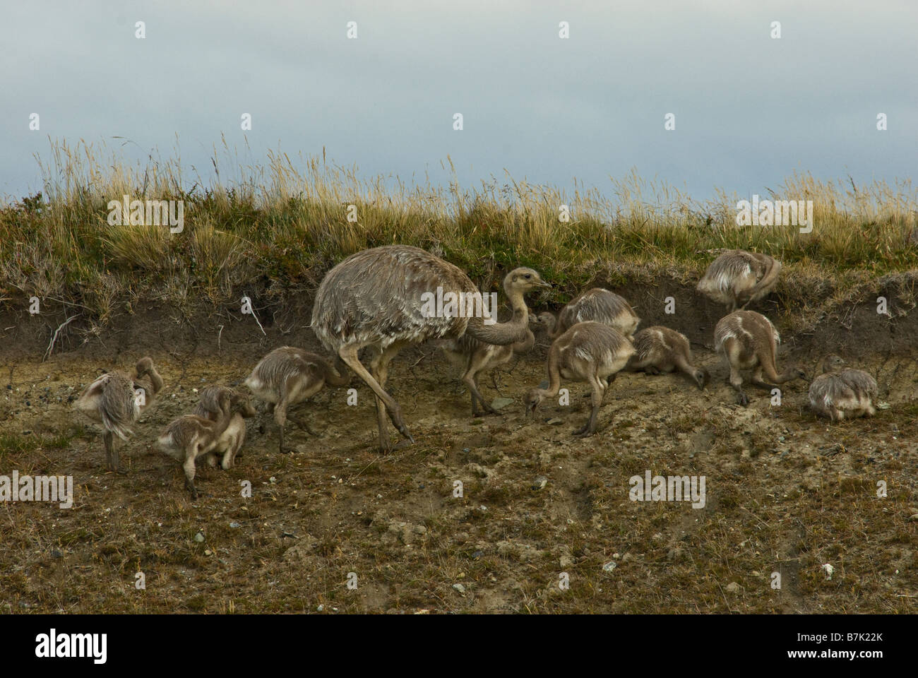 Darwin's Rhea (Rhea pennata), also known as the Lesser Rhea, is the smaller of the two extant species of rhea, Patagonia Chile Stock Photo