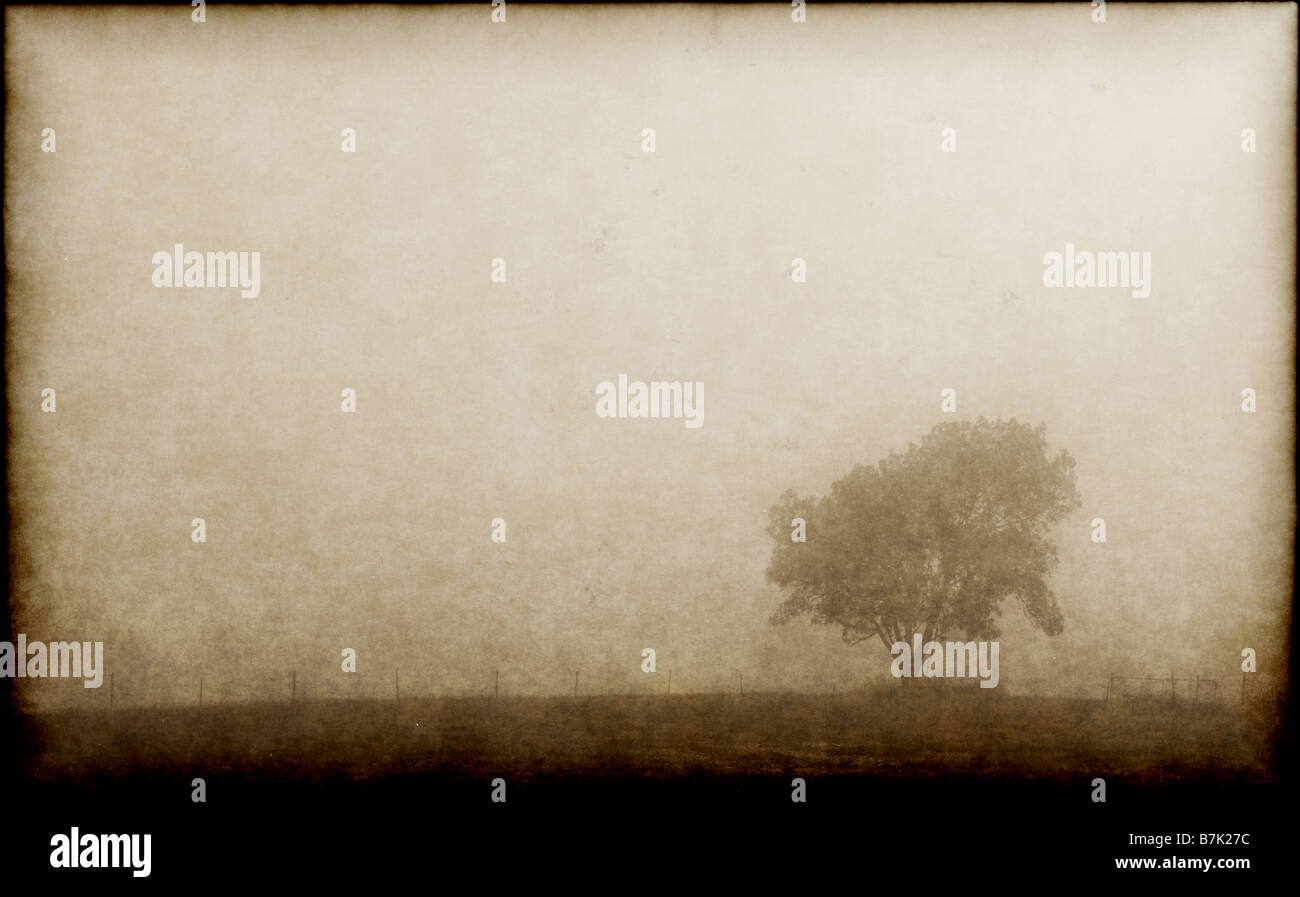 a single lonely tree on a foggy morning Stock Photo - Alamy
