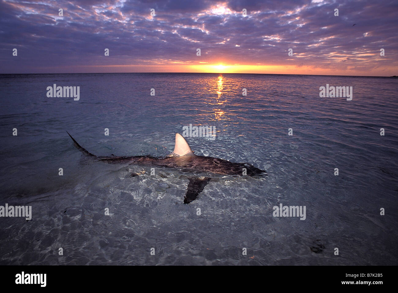 Blacktip shark Carcharhinus limbatus Bahamas Atlantic Ocean Stock Photo