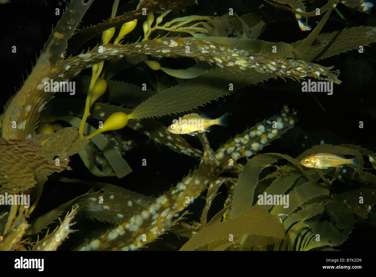 Juvenile rockfish Sebastes sp in Giant kelp California Pacific Ocean Stock Photo