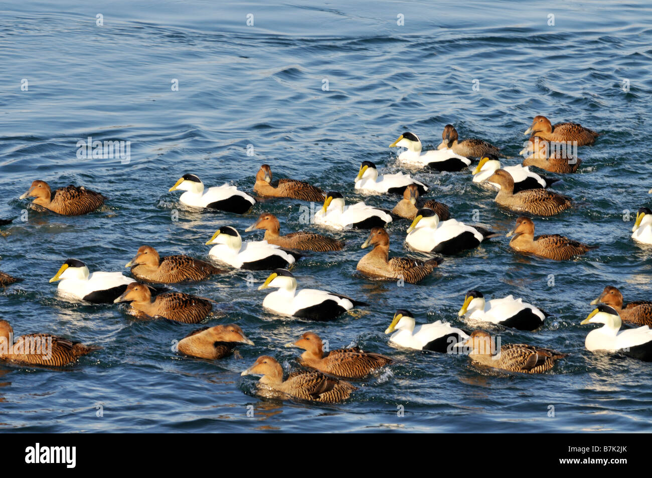 Large flock of Common Eider Ducks swimming in ocean including males and females Stock Photo
