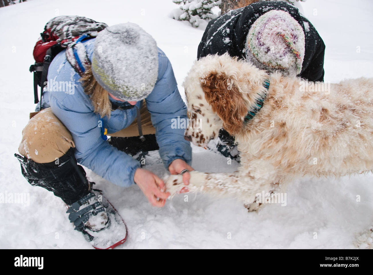 Why Does Snow Stick To Dogs
