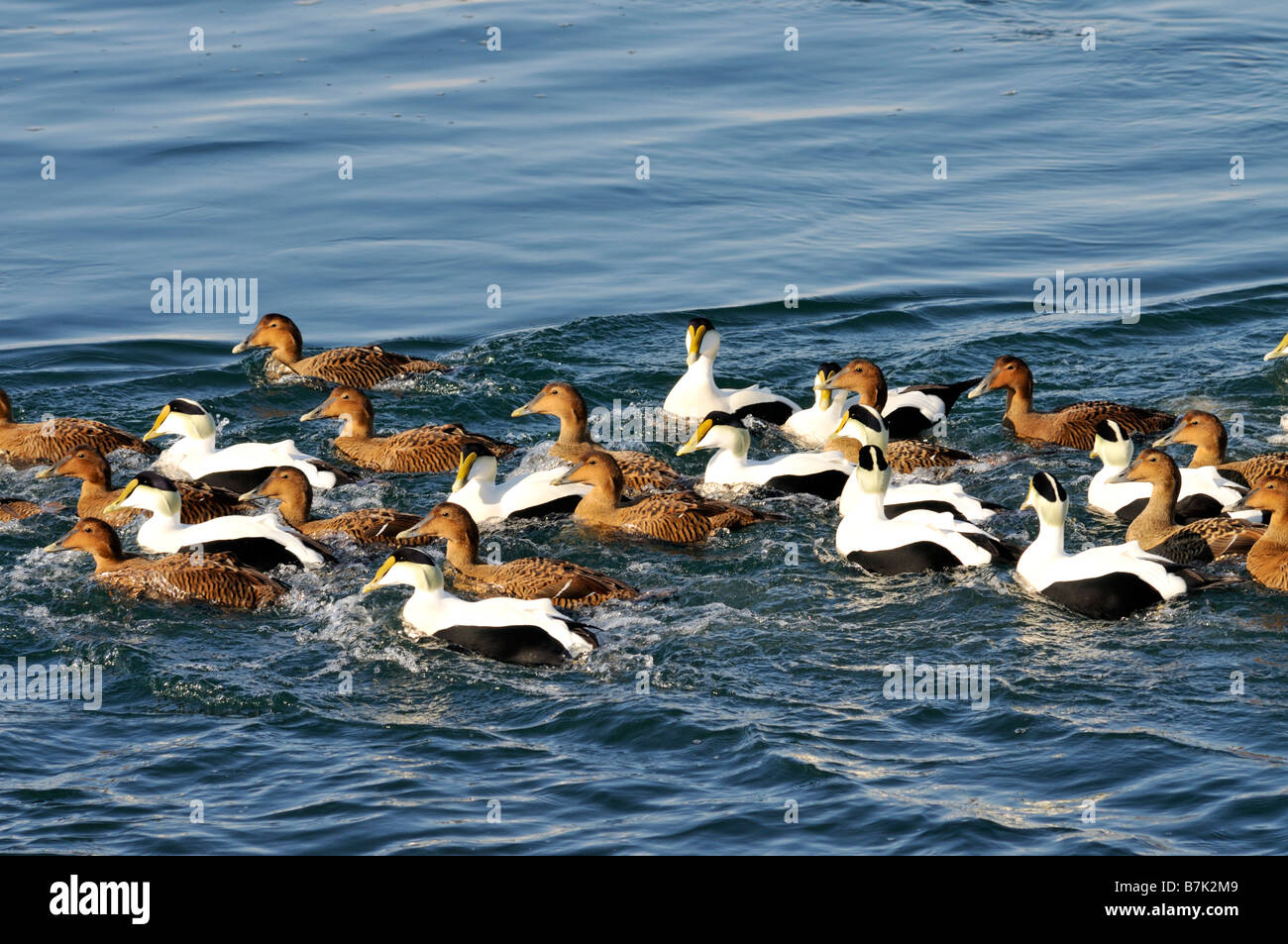 Large group of many Common Eiders in water off Cape Cod Stock Photo