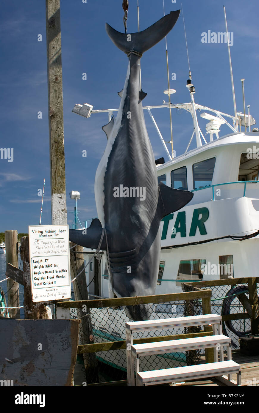 https://c8.alamy.com/comp/B7K2NY/replica-of-worlds-biggest-shark-caught-by-rod-and-reel-montauk-harbor-B7K2NY.jpg