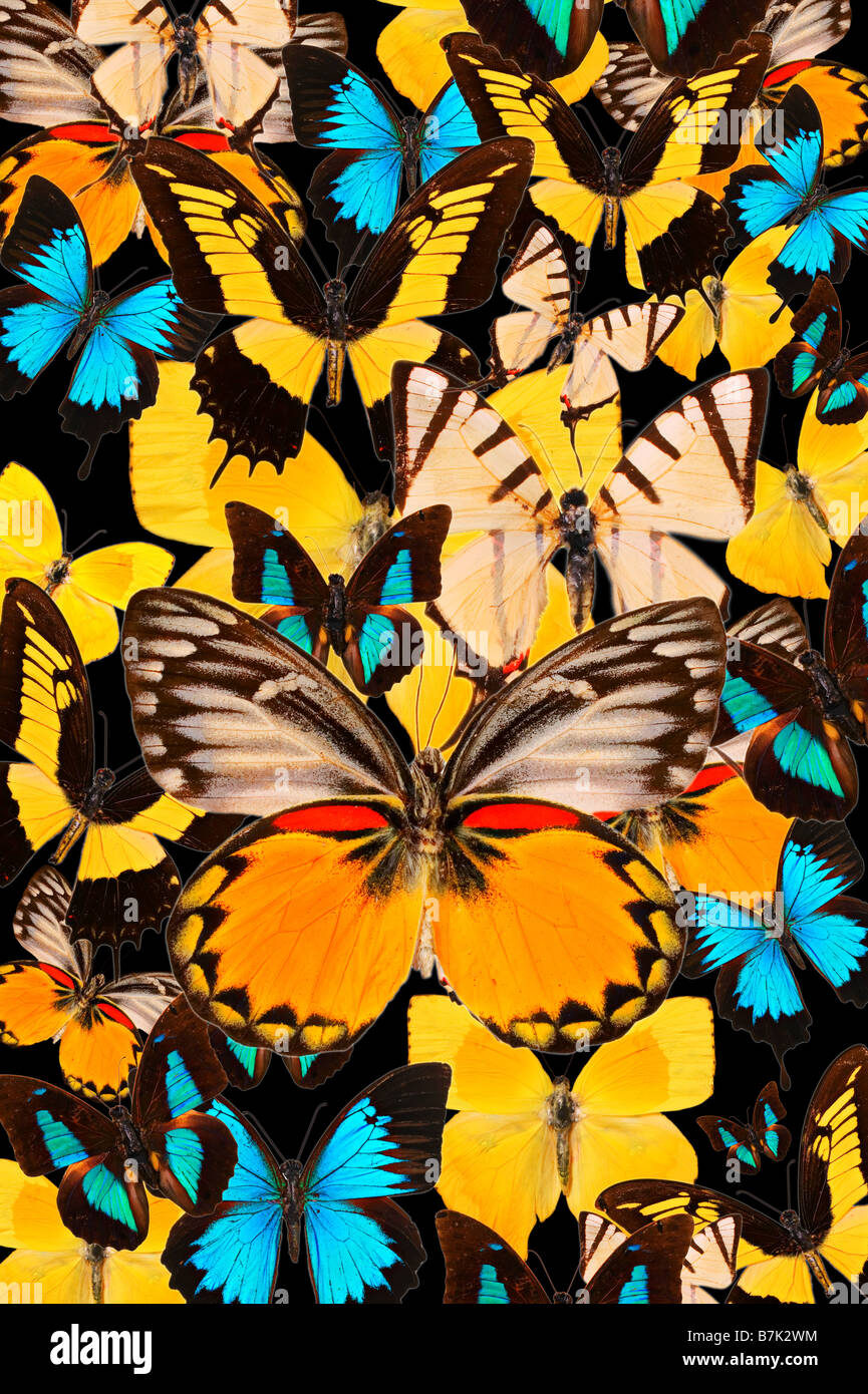 Butterfly collage Stock Photo Alamy