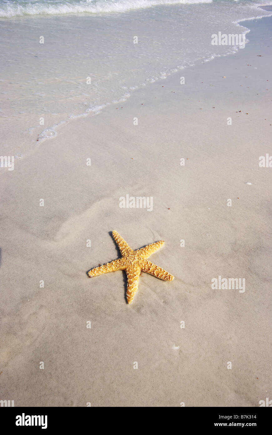 Star Fish Fast Motion Starfish on the beach with fast approaching surf Stock Photo - Alamy