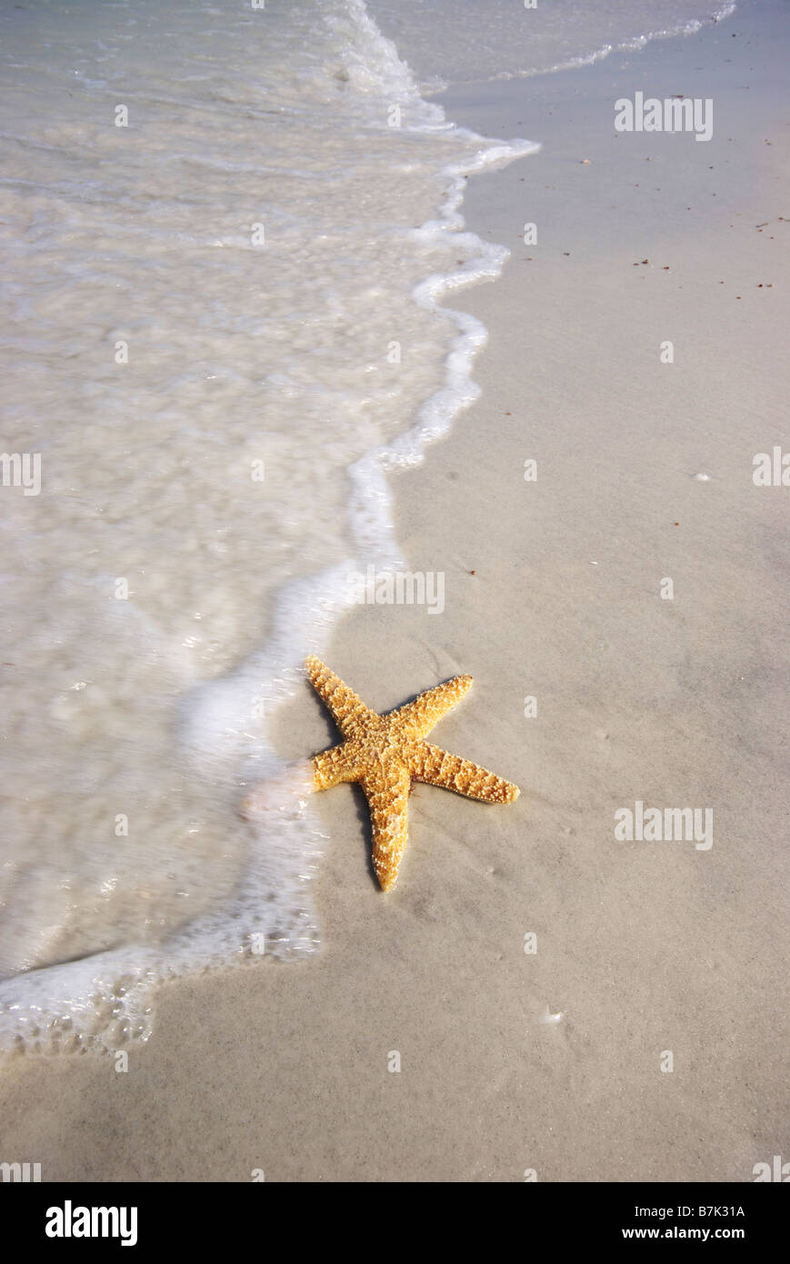 Starfish on the beach with fast approaching surf Stock Photo - Alamy