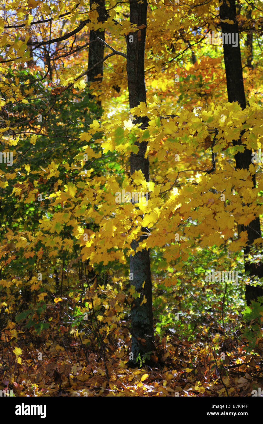 Natchez trace pkwy hi-res stock photography and images - Alamy