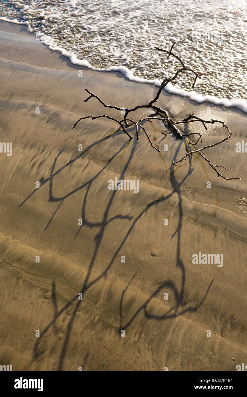 Shadow of driftwood with waves washing along the shore of Playa Grande, Costa Rica. Stock Photo