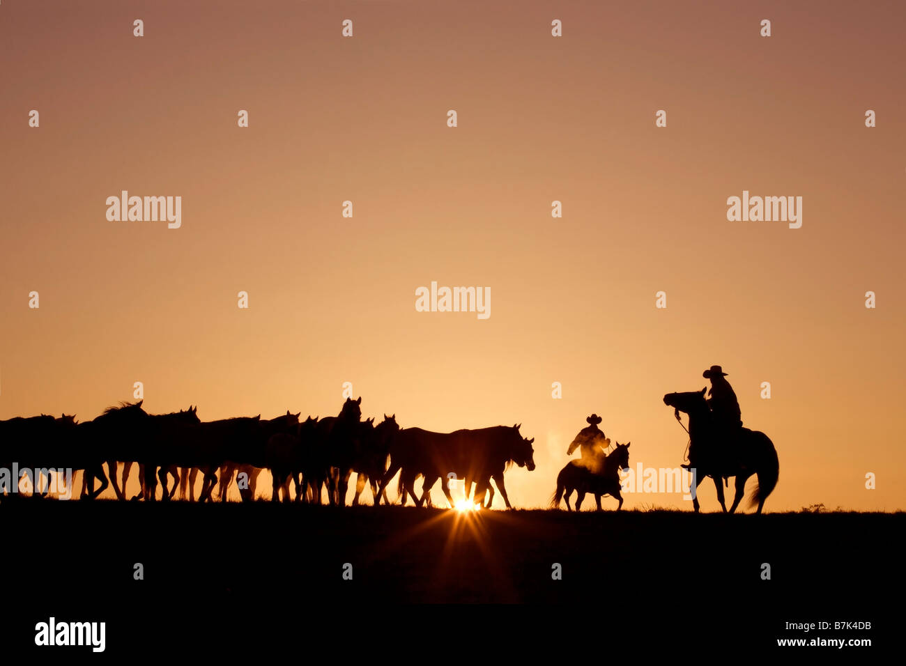 Cowboys rounding up a herd of horses at sunrise on a ranch in rural Pennsylvania Stock Photo