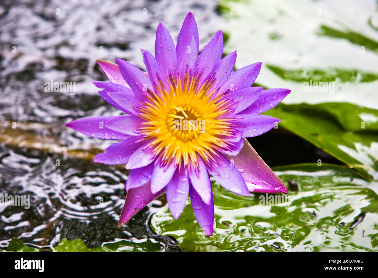 Purple lotus flower (a type of water lily) Stock Photo