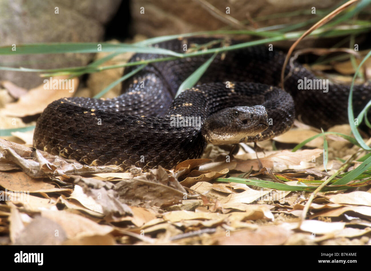 Arizona Black Rattlesnake (Crotalus viridis cerberus Stock Photo - Alamy