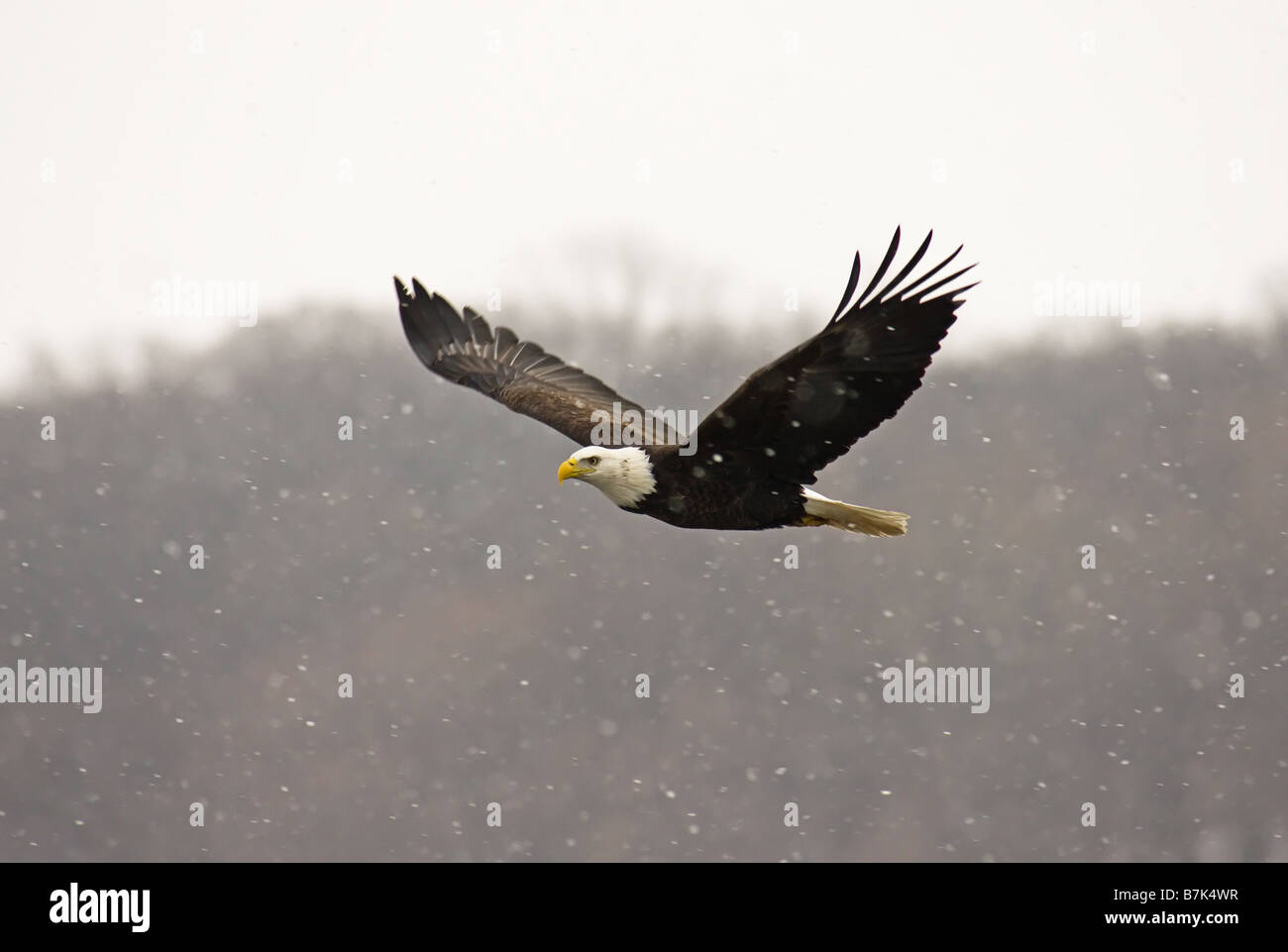 Bald Eagle flying through a snow storm Stock Photo Alamy