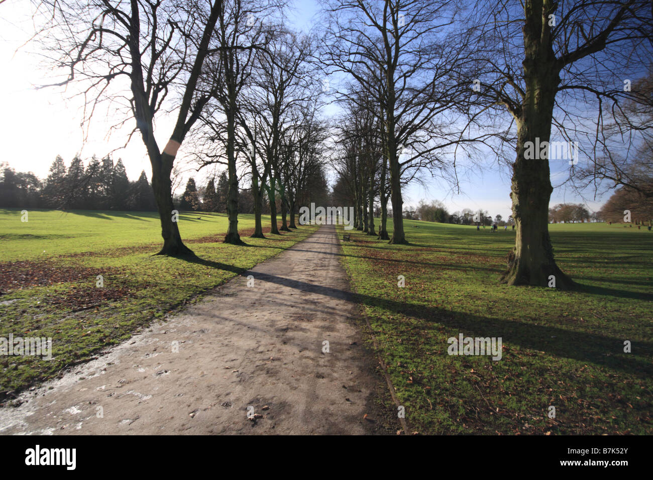 Tree lined path through park Stock Photo
