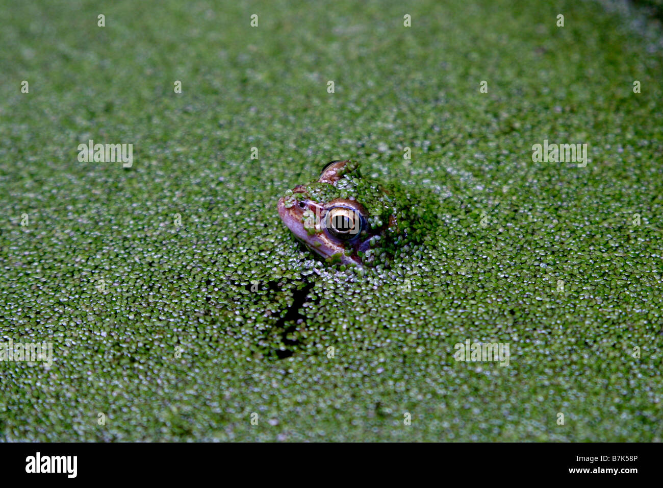 Common Toad in Pondweed Stock Photo Alamy