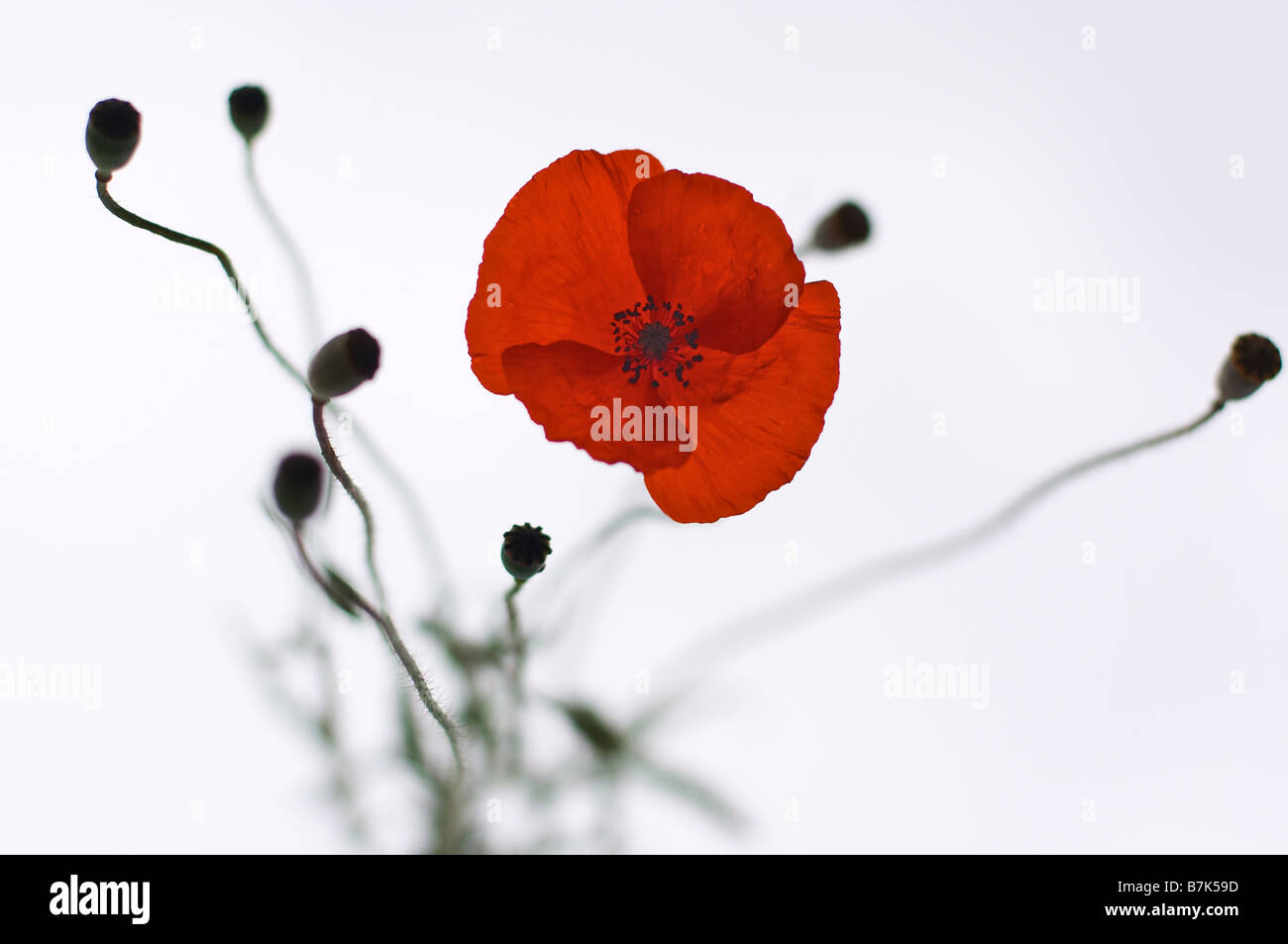 Red poppy flower on light sky background Stock Photo - Alamy
