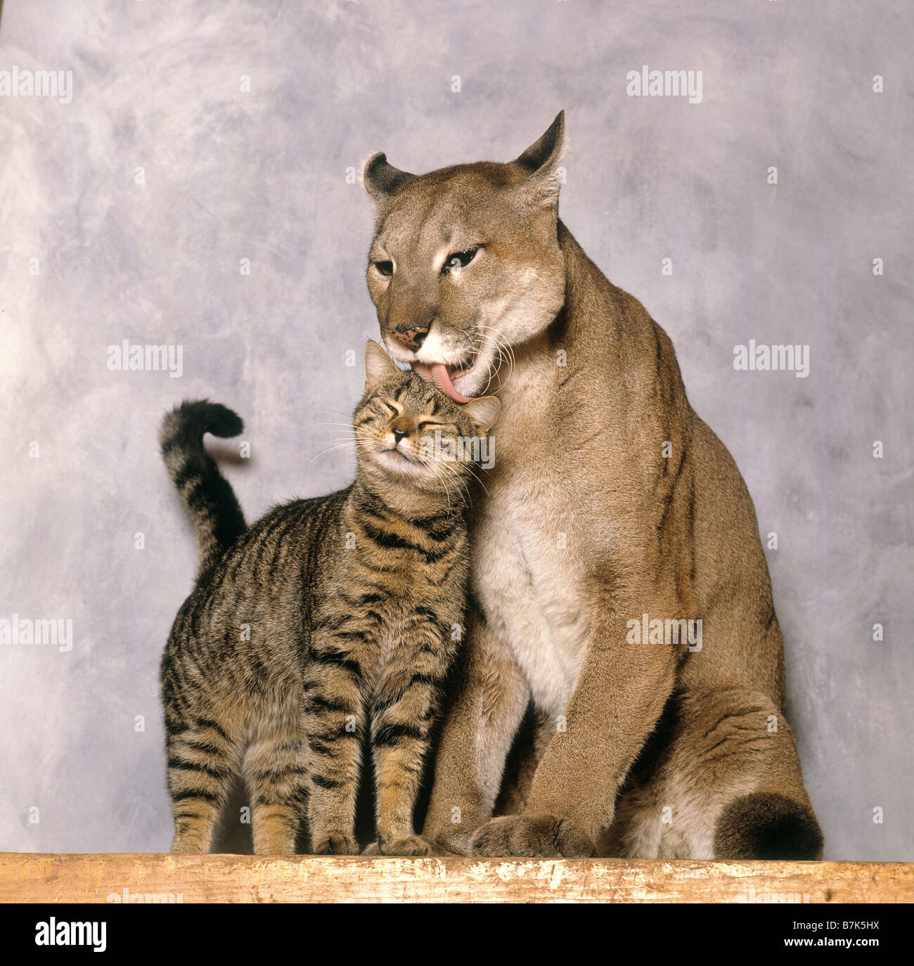 Animal friendship. Cougar licking head of tabby domestic cat, studio Stock  Photo - Alamy