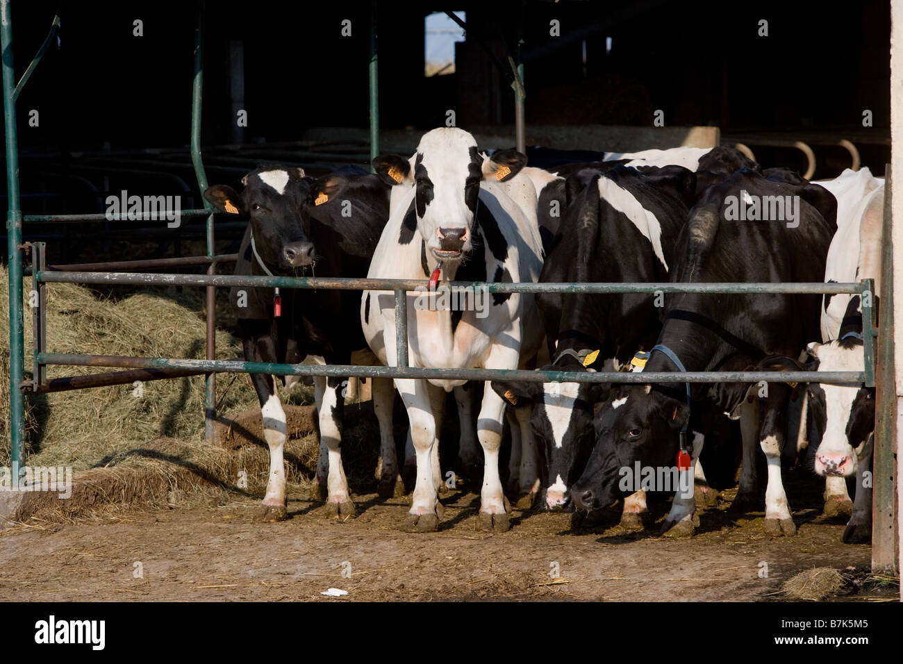 Milk cows on a farm Stock Photo - Alamy