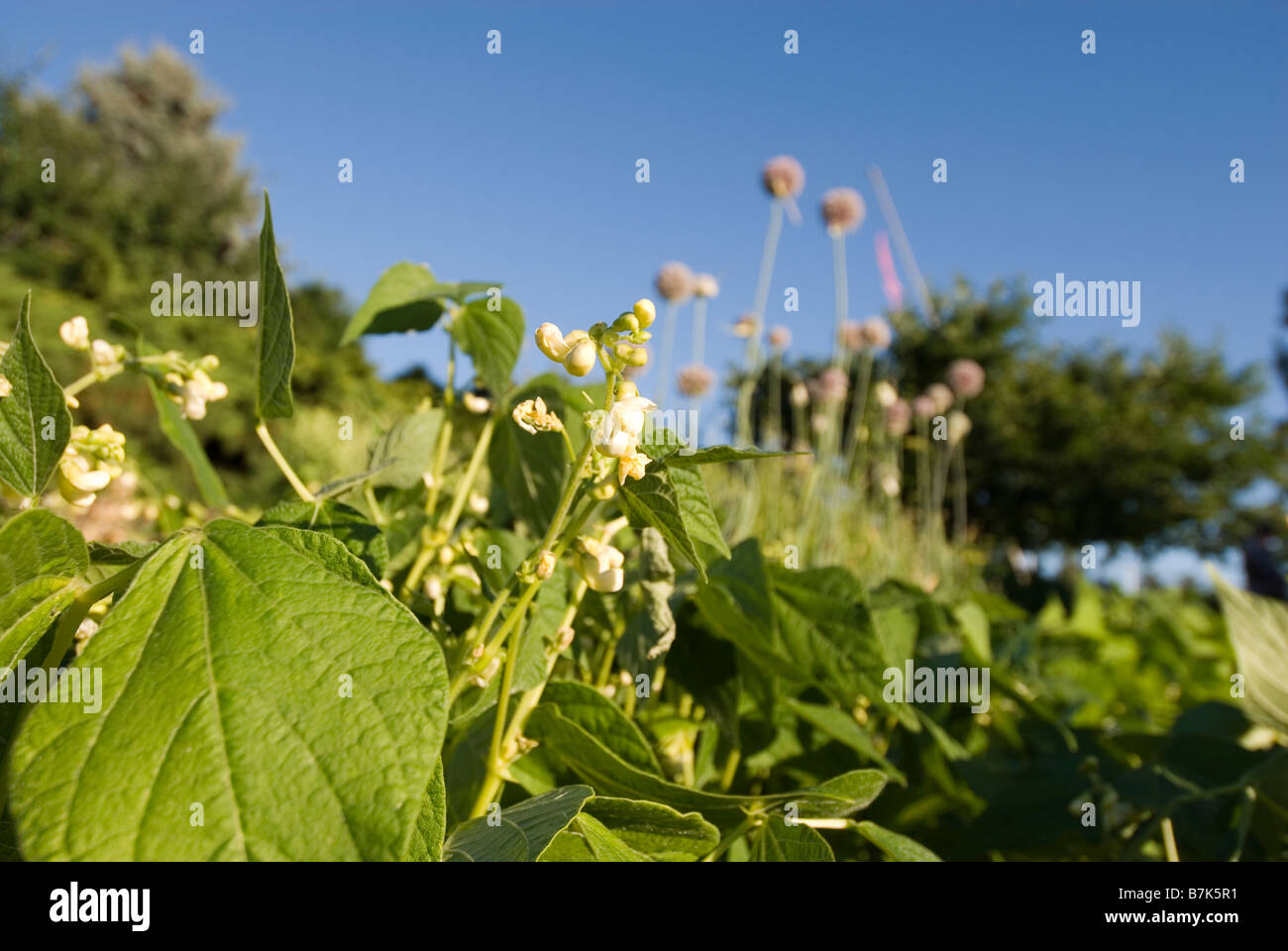 Vegetable plants garden centre hi-res stock photography and images - Alamy