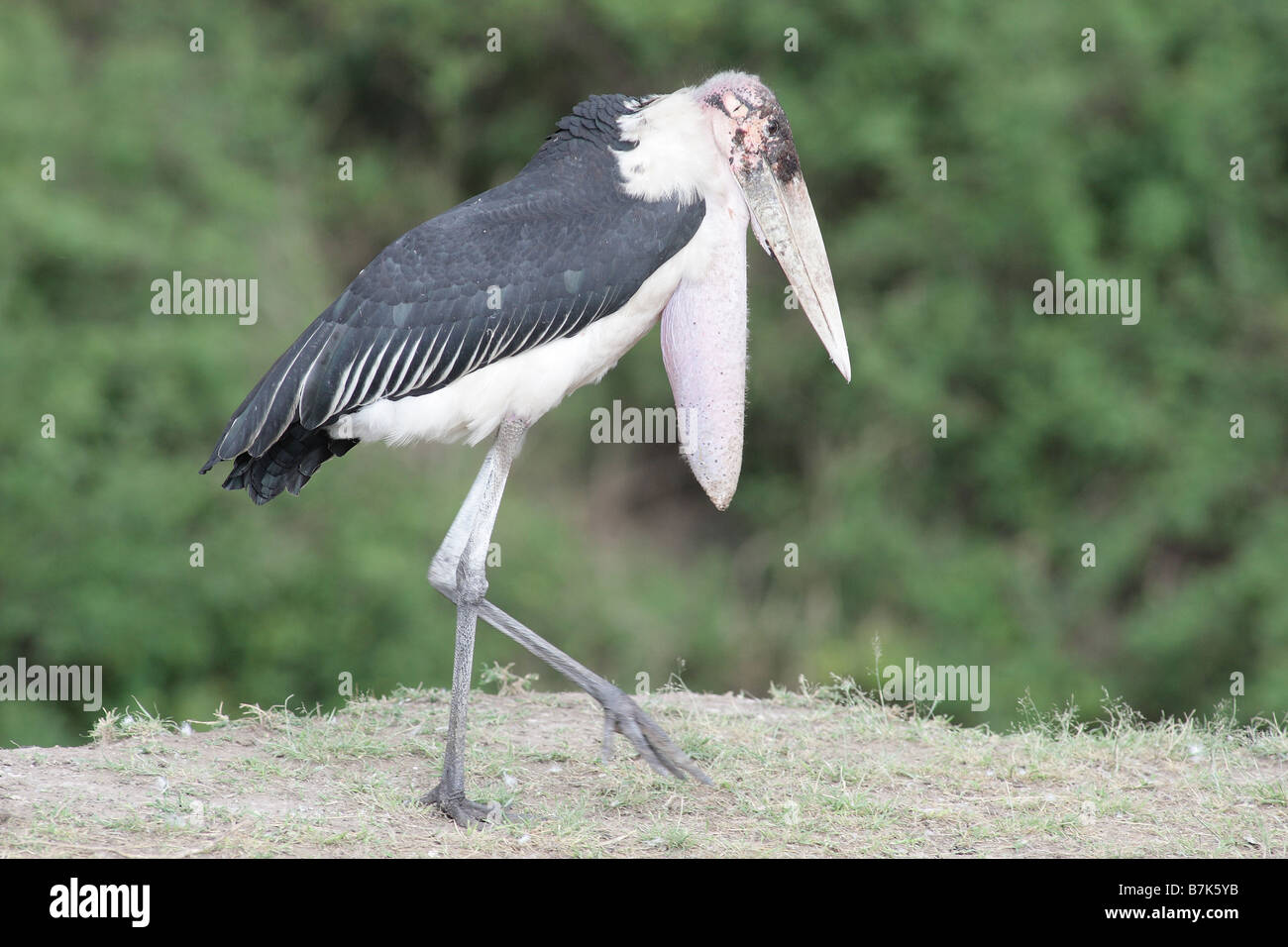 marabou stork Stock Photo