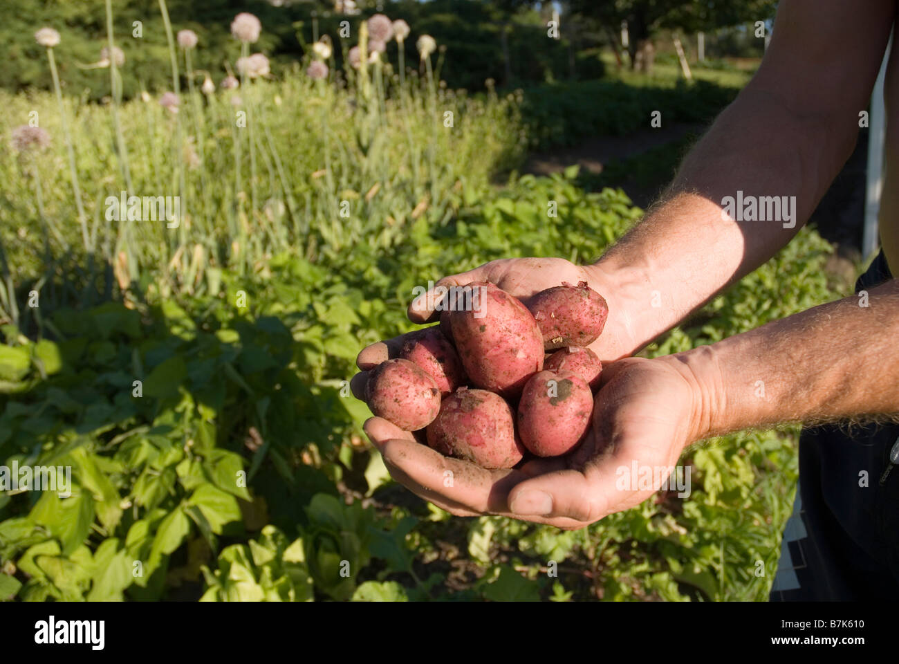 Hands holding fresh locally grown potatoes, Okanagan Centre, BC Canada
