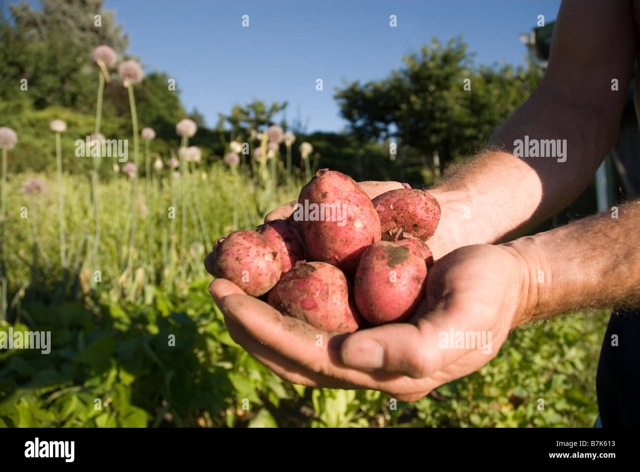Hands holding fresh locally grown potatoes, Okanogan Centre, BC Canada Stock Photo