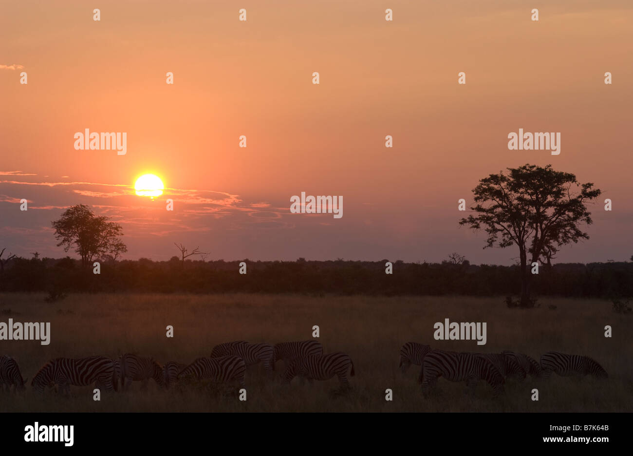 Africa sunset plains zebra hi-res stock photography and images - Alamy